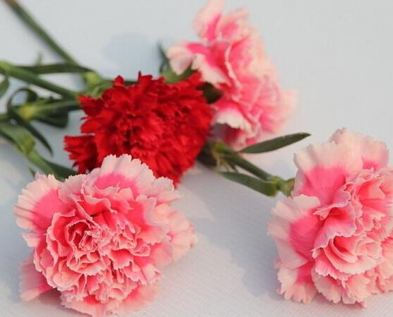 康乃馨的作用，凈化空氣、美化環(huán)境(五個要點)