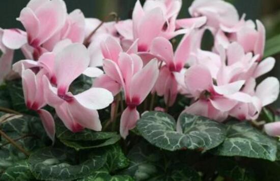 仙客來花期多久，仙客來花謝了怎么處理