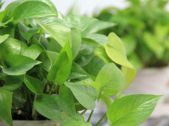 綠蘿葉子長黃斑怎么辦，四個原因以及解決辦法