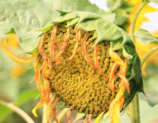 送向日葵祝福語，教你最合適五種送人祝福語