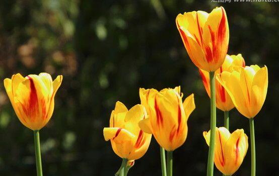 郁金香家庭水培方法，花球選擇很關(guān)鍵