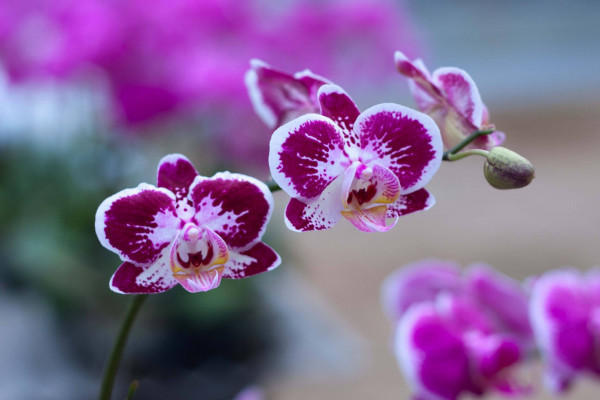 蝴蝶蘭花謝后怎么處理，及時修剪/換土換盆/補充肥料