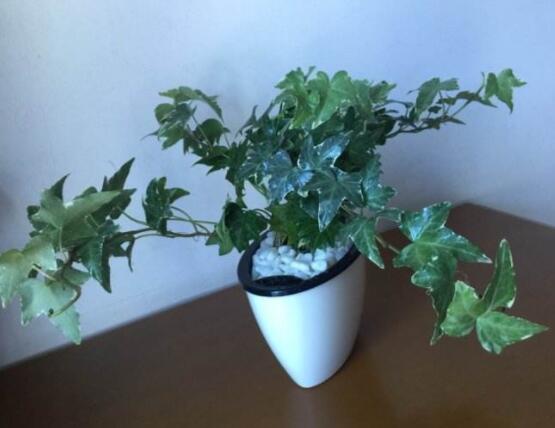 常春藤怎么養(yǎng)殖，盤(pán)點(diǎn)最簡(jiǎn)單兩種養(yǎng)殖方法(土培和水培)