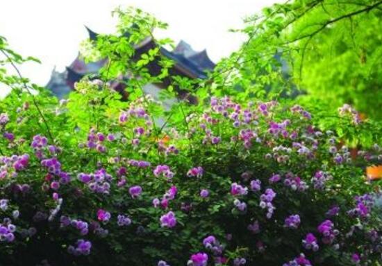 紫色薔薇花圖片，紫色薔薇花美麗傳說