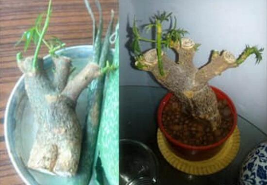 發(fā)財樹能水培嗎，教你快速學會發(fā)財樹水培方法