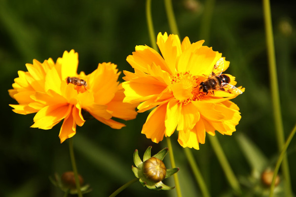 世界上花語最光明的花，太陽花/四葉草/鶴望蘭/繡球花