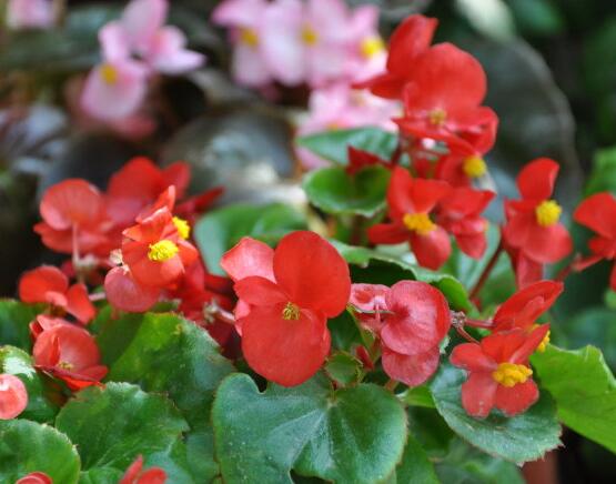 海棠花葉子焦邊的原因，教你最實(shí)用三種原因以及解決方法