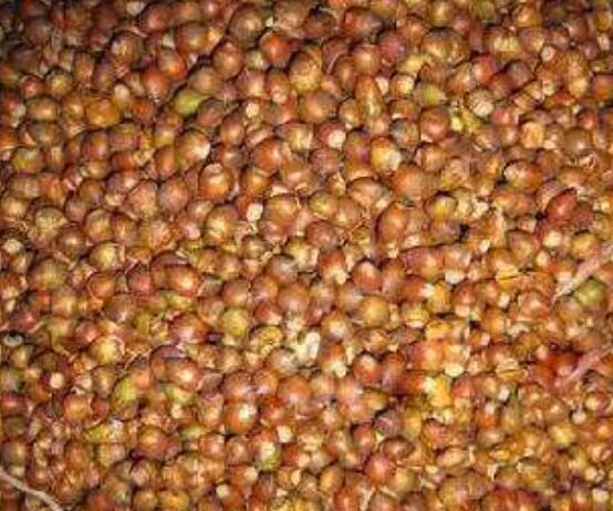 紅豆杉種子怎么種，做好這四點(diǎn)就會(huì)生根發(fā)芽