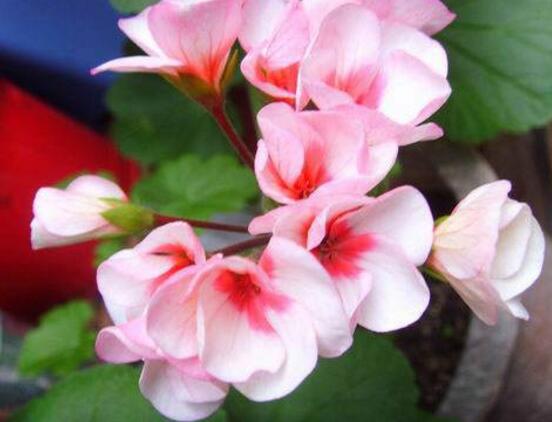 天竺葵可以水培嗎，天竺葵水培方法