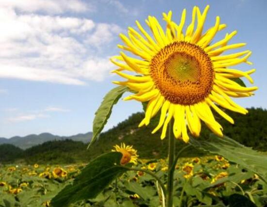 向日葵怎么養(yǎng)，向日葵的養(yǎng)殖方法和注意事項(xiàng)