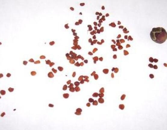 仙客來種子種植方法，以飽滿健康種子最佳/浸種催芽