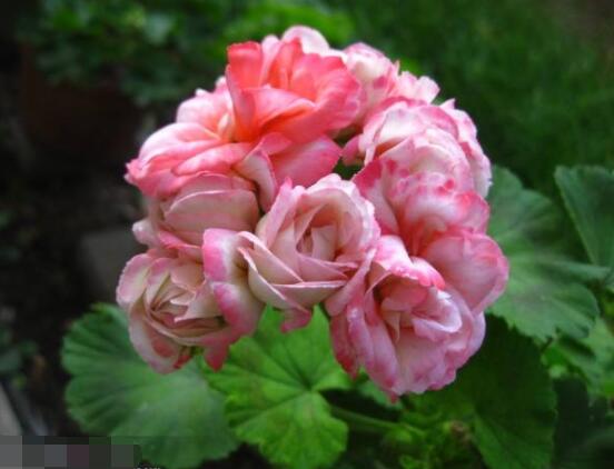 蘋果天竺葵的養(yǎng)殖方法，老農(nóng)總結(jié)六大最實(shí)用要點(diǎn)