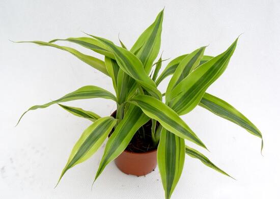 富貴竹的種類有哪些，盆栽富貴竹圖片大全