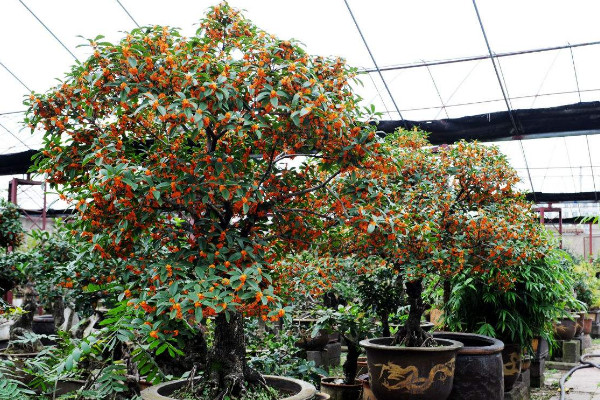 盆栽桂花怎么過冬，控溫停肥/減少水分/適當(dāng)光照