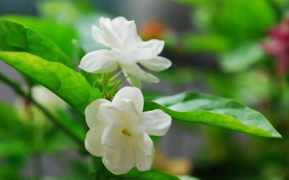 茉莉的花語，地區(qū)和數(shù)量不同代表的寓意也不同