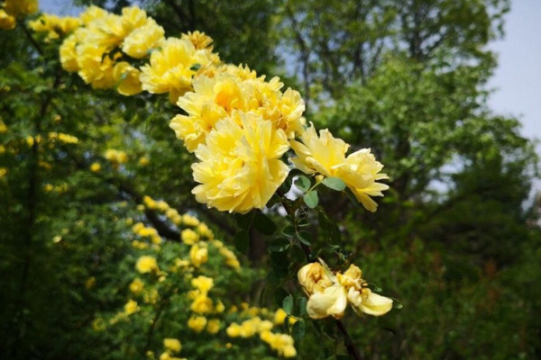 營養(yǎng)液的作用