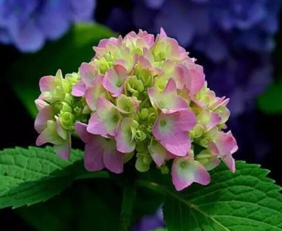 水養(yǎng)繡球花蔫了怎么辦，做好這五點(diǎn)水養(yǎng)花色鮮艷美麗