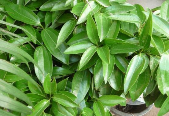 平安樹怎么澆水，平安樹澆水方法