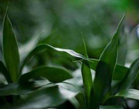 水培的富貴竹葉子發(fā)黃，教你四種解決好辦法(生長碧綠)