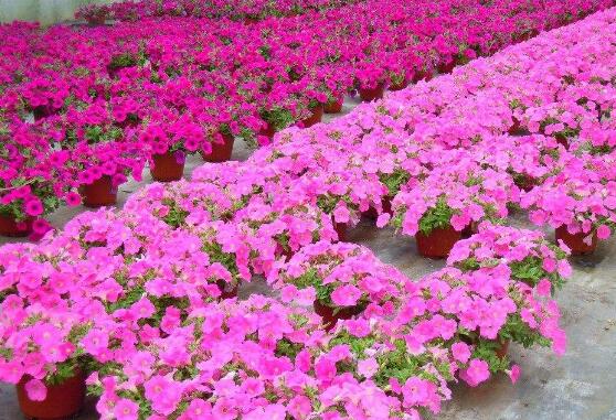 牽?；ǖ奶攸c(diǎn)有哪些，細(xì)數(shù)牽?；筇攸c(diǎn)