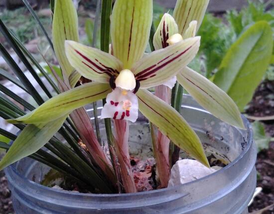 蘭花的種類有哪些，蘭花品種及圖片大全