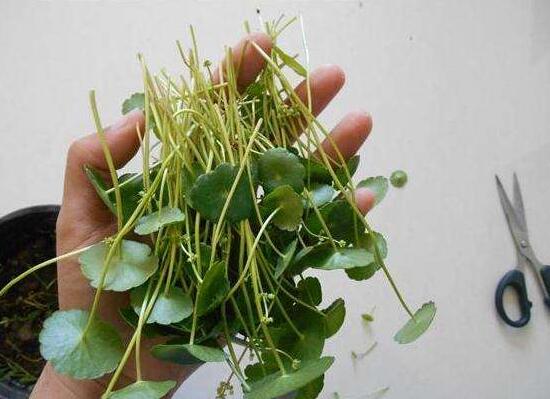 銅錢草怎么修剪，銅錢草剪掉葉子能活嗎