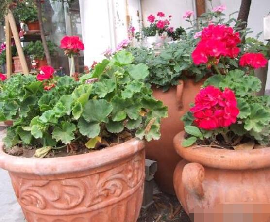 天竺葵用深盆還是淺盆，幼苗期用淺盆、成株期用深盆