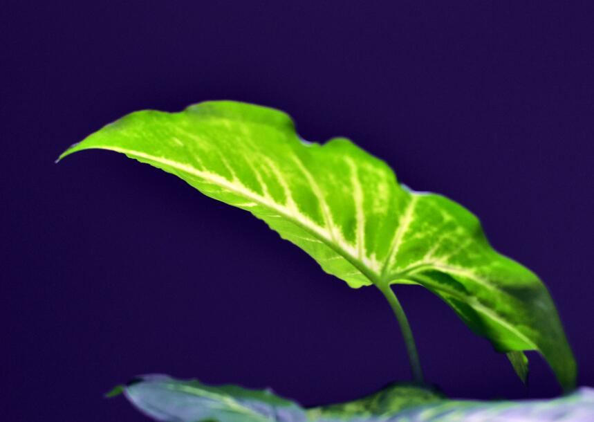 綠蘿施肥方法，最好施加氮肥為主的肥料