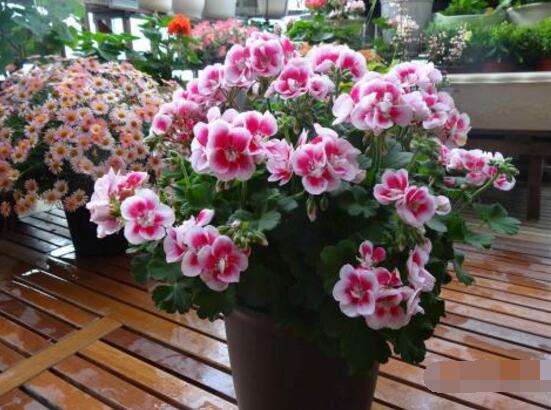 天竺葵的功效與作用，盤點(diǎn)天竺葵七大功效與作用