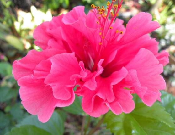 芙蓉花的作用，盤點(diǎn)芙蓉花六大作用