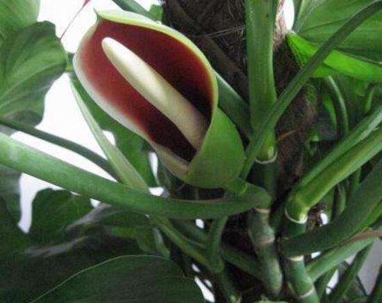 綠蘿會(huì)開(kāi)花嗎，綠蘿開(kāi)花預(yù)示著什么