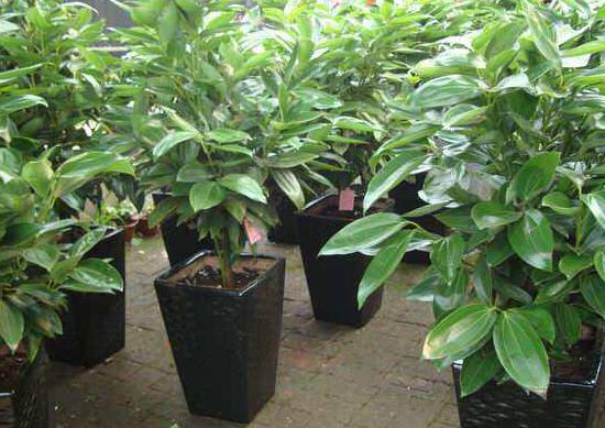 平安樹葉子發(fā)黃掉落怎么辦，教你四種解決辦法快速恢復(fù)生機(jī)