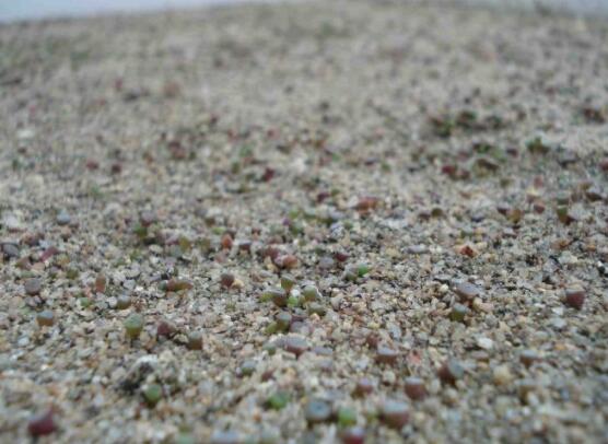 生石花怎么繁殖，最常用兩種繁殖方法(播種與分株)