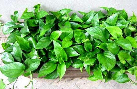 綠蘿用什么藥長得快，盤點最合適的五種藥物(盆盆爆滿)