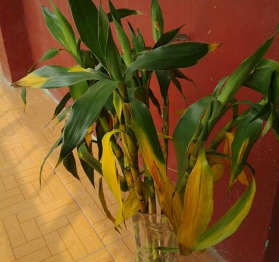 富貴竹葉子發(fā)黃怎么辦，富貴竹葉子發(fā)黃的原因