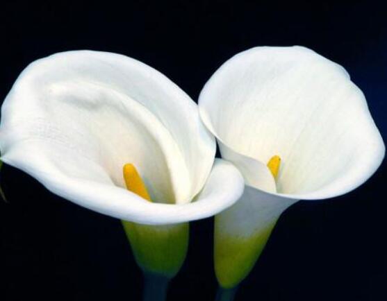 馬蹄蓮能凈化空氣嗎，能/釋放出氧氣、分解出毒素