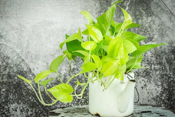 綠蘿快速長(zhǎng)藤方法，快速長(zhǎng)藤的5大妙招