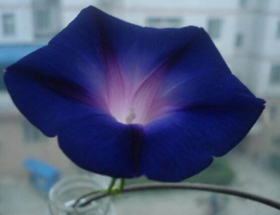 牽?；梢运鄦?，牽牛花水培方法