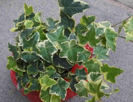 常春藤怎么養(yǎng)長(zhǎng)得壯，只需要做好五個(gè)要點(diǎn)即可