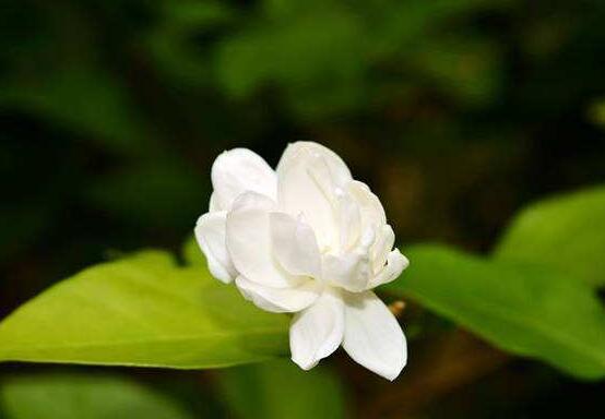 茉莉扦插生根最快方法，排水透氣土壤/一年生健壯10厘米枝條