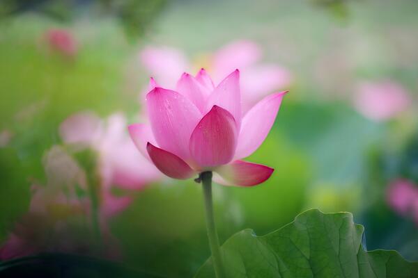 荷花冬季養(yǎng)殖方法，做好以下要點植株即可順利越冬