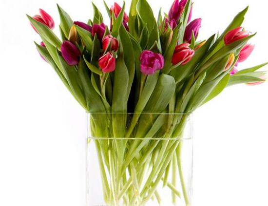 郁金香的養(yǎng)護方法，老農(nóng)教你簡單易學(xué)四種方法(土培和水培)