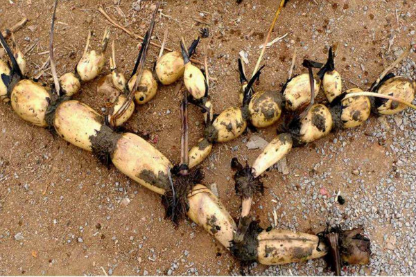 水缸種蓮藕什么時候種