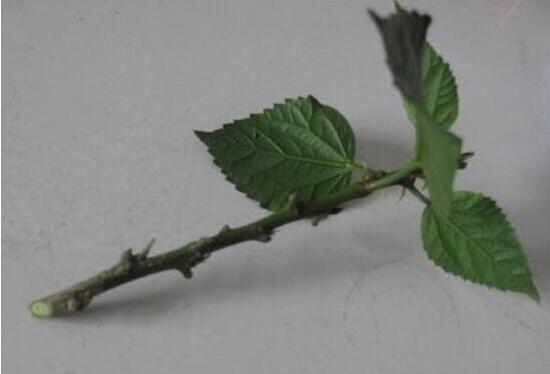 三角梅怎么繁殖，三角梅的扦插方法圖解