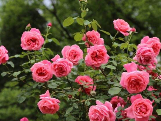 月季開花后怎么修剪，輕剪為佳、中剪為輔(三次花期修剪)