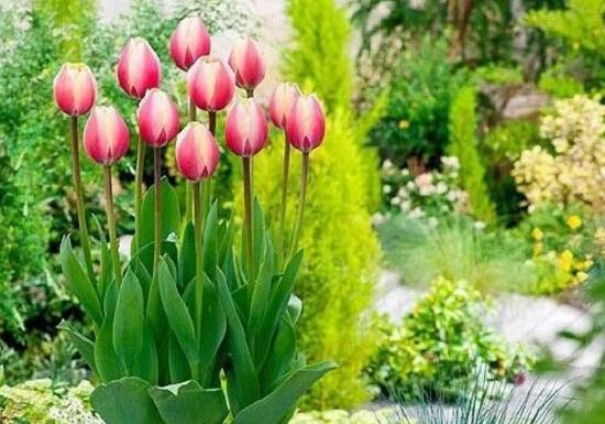 郁金香什么時(shí)候開(kāi)花，郁金香花期多長(zhǎng)時(shí)間