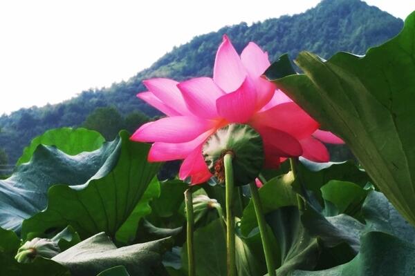 盆栽荷花施什么肥，施肥以磷鉀肥為主