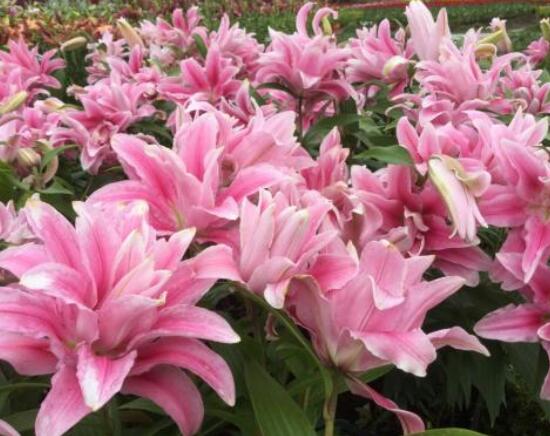 香水百合和百合的區(qū)別，教你三種區(qū)別方法(出生/株型/花語)