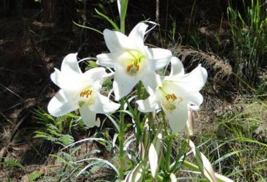 百合花花期多久，百合花開花后怎么處理/施肥澆水養(yǎng)護