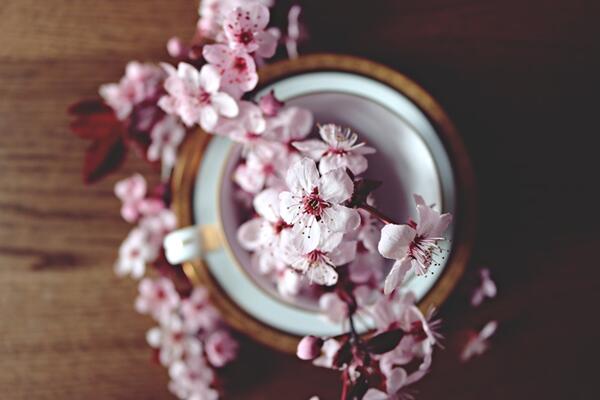 櫻花盆栽修剪方法，4步即可完成櫻花的修剪